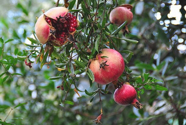 تصویر 4 از انار شیرین انتخابی سالم و مغذی